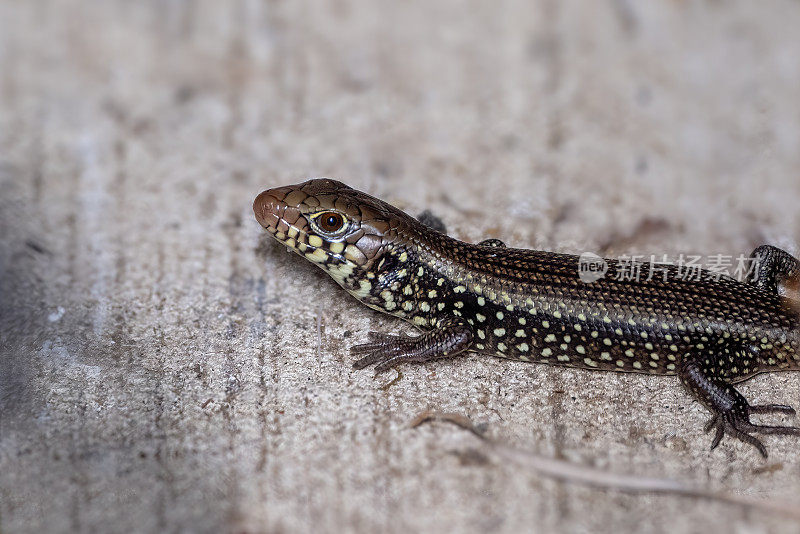 主要Skink (Bellatorias frerei)